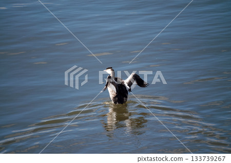 Shinano River, Yasuragi Embankment, Crowned Sea Bream Shinano River, Yasuragi Embankment, Crowned Sea Bream 133739267
