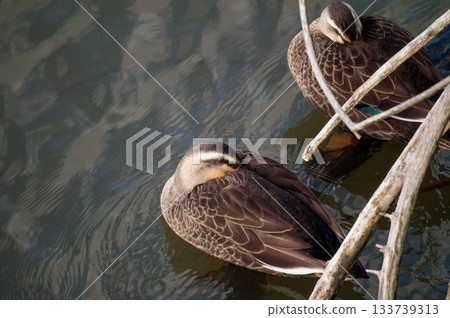 Karugamo on the Yasuragi Embankment of the Shinano River 133739313