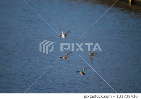 A small duck on the Yasuragi embankment of the Shinano River 133739430
