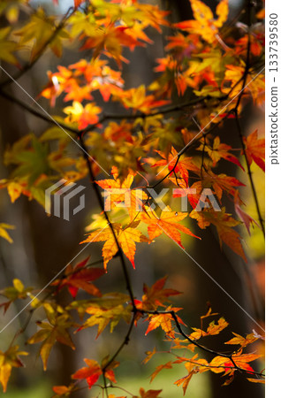秋天的樹葉 133739580