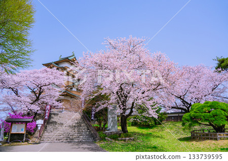 Cherry blossoms on the castle tower [Suwa Takashima Castle] 133739595