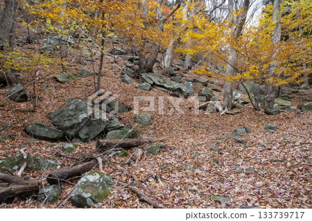 山間的秋葉與落葉 133739717