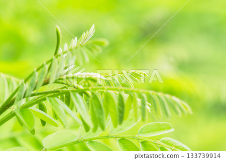 Summer Mountains Green Robinia pseudoacacia leaves 18 Summer Mountains Green Robinia pseudoacacia leaves 18 133739914