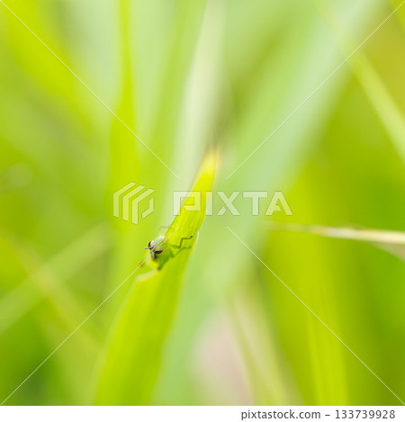 Summer river - Small locusts clinging to grass 01 Summer river - Small locusts clinging to grass 01 133739928