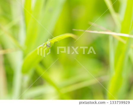Summer river - Small locusts clinging to grass 02 Summer river - Small locusts clinging to grass 02 133739929