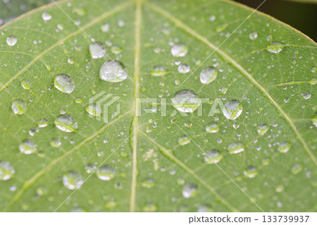 Summer morning: Leaves shining with droplets after the rain 05 Summer morning: Leaves shining with droplets after the rain 05 133739937