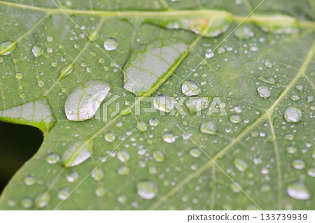 Summer morning: Leaves shining with droplets after the rain 06 Summer morning: Leaves shining with droplets after the rain 06 133739939