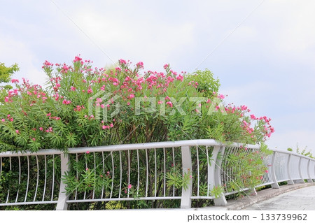 Oleander flowers in a summer park 133739962