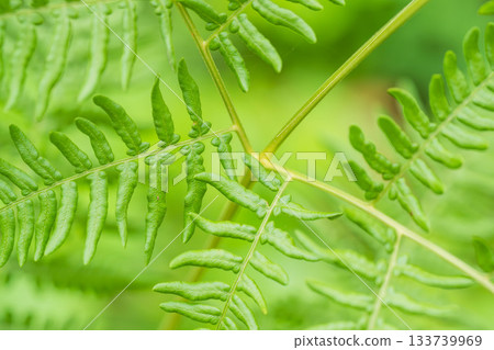 夏季山地綠蕨葉生長 04 133739969