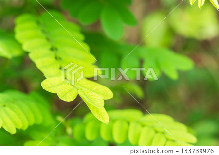 Summer mountain green Robinia pseudoacacia leaves 01 133739976