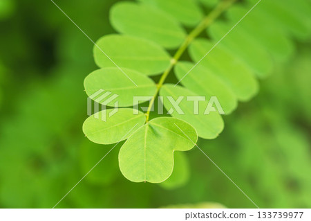 Summer mountain green Robinia pseudoacacia leaves 02 133739977