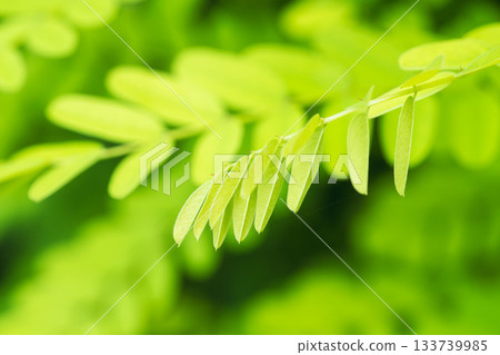 Summer mountain green Robinia pseudoacacia leaves 10 133739985