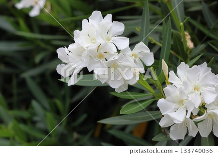 夏日公園裡的夾竹桃花 夏日公園裡的夾竹桃花 133740036