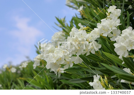 夏日公園裡的夾竹桃花 夏日公園裡的夾竹桃花 133740037