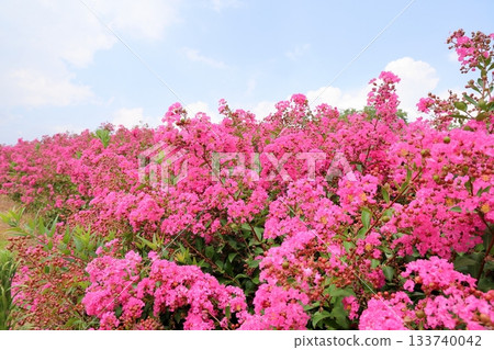 夏日公園：紫薇花 133740042