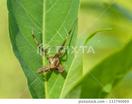 夏日山巒:薩摩草地上的御魂 01 夏日山巒:薩摩草地上的御魂 01 133740069