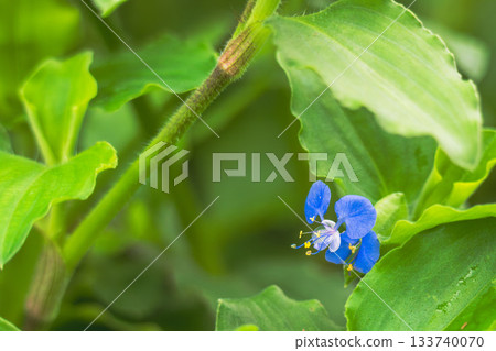 夏日山巒:草叢中露珠的閃耀 04 夏日山巒:草叢中露珠的閃耀 04 133740070