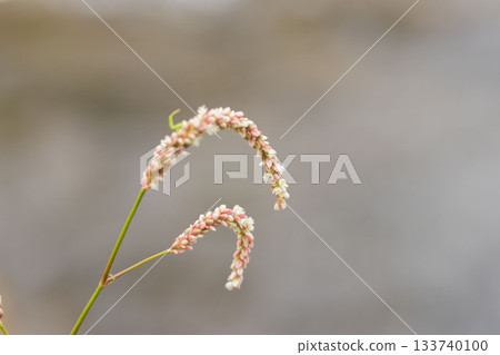 Summer river - Small Dade flowers blooming by the water 01 Summer river - Small Dade flowers blooming by the water 01 133740100