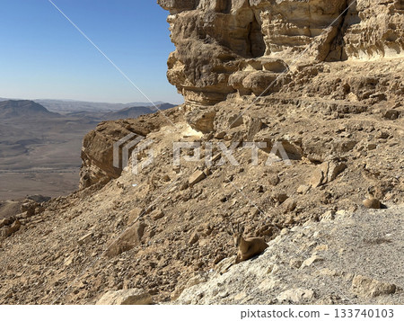 Wild Nubian ibex (Capra nubiana) Wild Nubian ibex (Capra nubiana) 133740103
