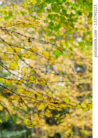 光束黃色葉子 133740223