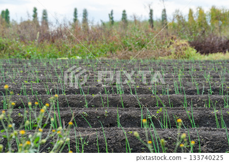 田壟裡的洋蔥 133740225