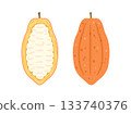 Illustration of cacao fruit, cacao pod and cacao pulp 133740376