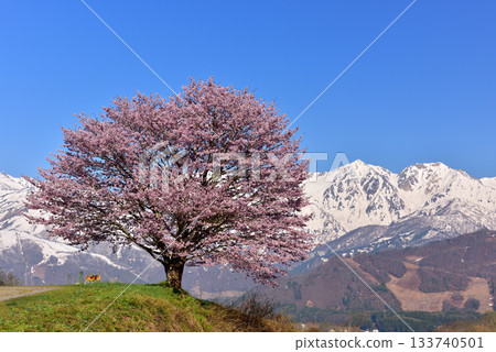 Nodaira的一棵櫻花樹 133740501