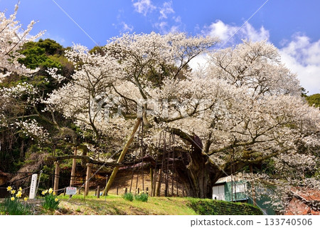 太平美澄櫻桃樹 133740506