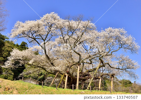 太平美澄櫻桃樹 133740507