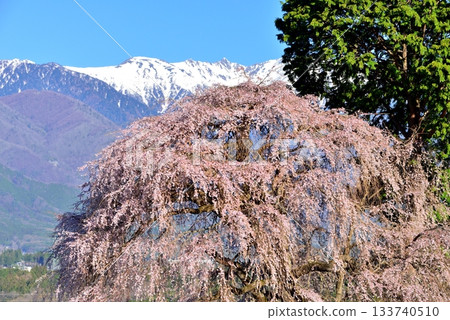 The weeping cherry tree of Yoshise The weeping cherry tree of Yoshise 133740510