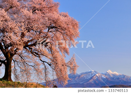 在稻田的一棵樹櫻花 在稻田的一棵樹櫻花 133740513