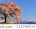 One-tree cherry blossoms on a rice field 133740514