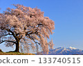 One-tree cherry blossoms on a rice field 133740515