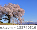 One-tree cherry blossoms on a rice field 133740516