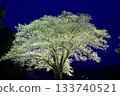 Moonlight cherry tree 133740521