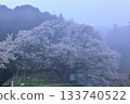 Taihei Misumi cherry tree 133740522