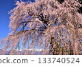 The weeping cherry tree of Yoshise 133740524
