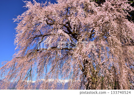 Yoshise的垂枝櫻花 133740524