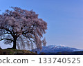 One-tree cherry blossoms on a rice field 133740525