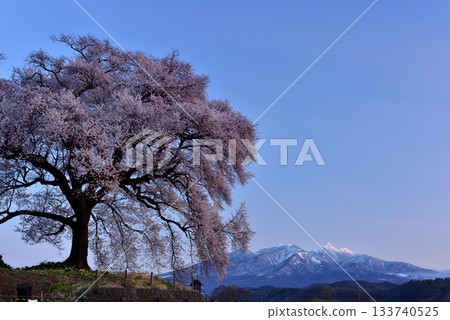 在稻田的一棵樹櫻花 133740525