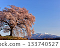 One-tree cherry blossoms on a rice field 133740527