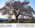One-tree cherry blossoms on a rice field 133740528