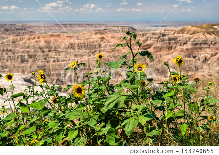 Yellow wild sunflowers blooming at Pinnacles Overlook in Badlands National Park, South Dakota. Rugged sedimentary rock formations stretch into the distance Yellow wild sunflowers blooming at Pinnacles Overlook in Badlands National Park, South Dakota. Rugged sedimentary rock formations stretch into the distance 133740655