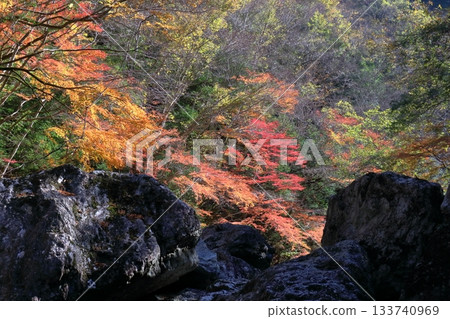 在岩屋川谷觀賞絢麗的秋葉(高知縣仁澱川町別田市) 在岩屋川谷觀賞絢麗的秋葉(高知縣仁澱川町別田市) 133740969