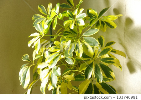 木棉廠 木棉廠 133740981