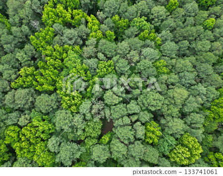 Natural scenery of tropical green forest. Aerial top view forest tree. Rainforest ecosystem and healthy environment. Background of green tree forest. Summer green tree in forest. Exotic wildlife Natural scenery of tropical green forest. Aerial top view forest tree. Rainforest ecosystem and healthy environment. Background of green tree forest. Summer green tree in forest. Exotic wildlife 133741061