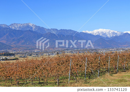 Azumino Vineyard and Northern Alps in late autumn Azumino Vineyard and Northern Alps in late autumn 133741120