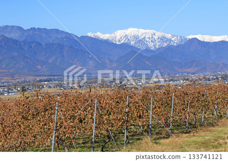 Azumino Vineyard and Northern Alps in late autumn Azumino Vineyard and Northern Alps in late autumn 133741121