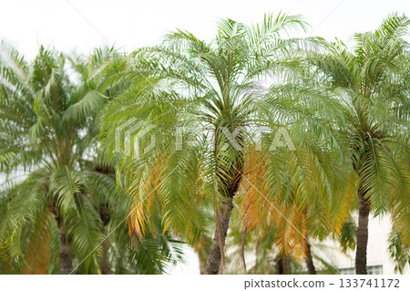 Palm tree. Summer vacation in Miami south beach, Florida. Palm tree of California. Tropical beach. Tropical outdoor scene with palm tree. Tropical summer vacation. Exotic nature. Selective focus Palm tree. Summer vacation in Miami south beach, Florida. Palm tree of California. Tropical beach. Tropical outdoor scene with palm tree. Tropical summer vacation. Exotic nature. Selective focus 133741172