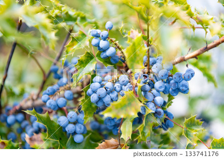 Oregon grapes wild blue berry. Berberis aquifolium or Oregon grape berry, closeup. Nature plant. Berry in wild nature. Wild berry of Mahonia. Holly leaved barberry 133741176